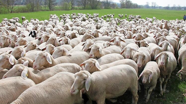 Rund 300 Tiere dürften es sein, die da vom Steigerwald in die Rhön ziehen.Fotos: Ralf Kestel