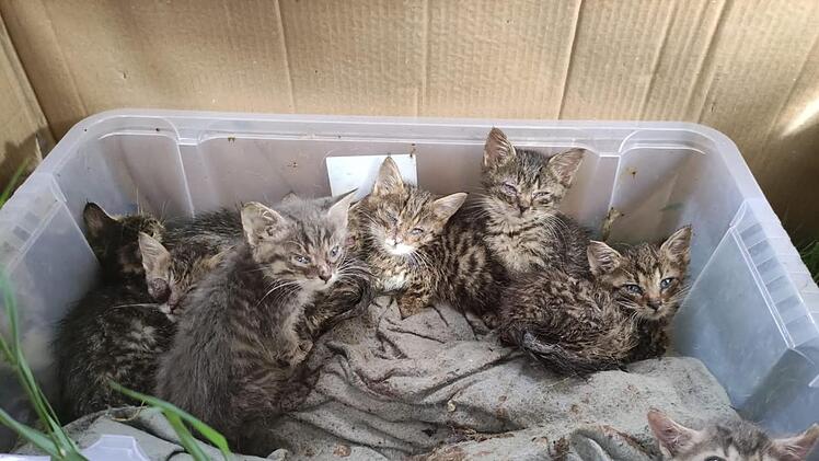 Tierheim Nördlingen