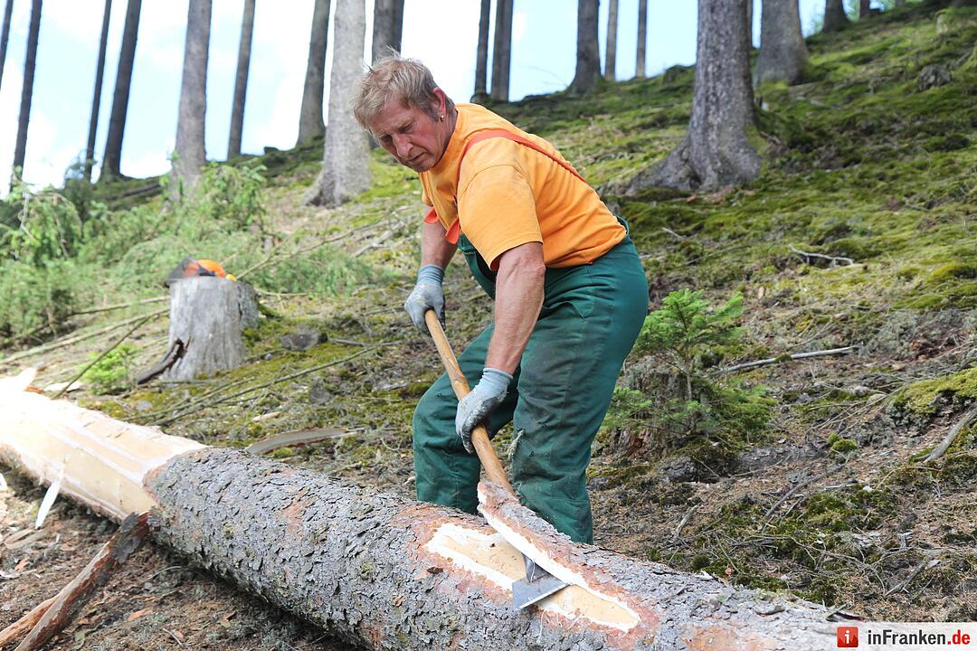 Voloprojekt: Baum fällt