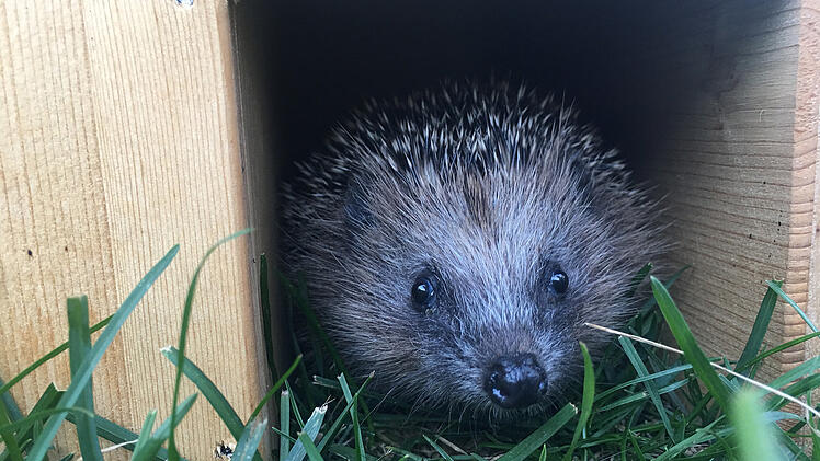 Bamberg: Igel suchen aktuell Winterschlafplatz - Igelhaus als M&ouml;glichkeit aufstellen
