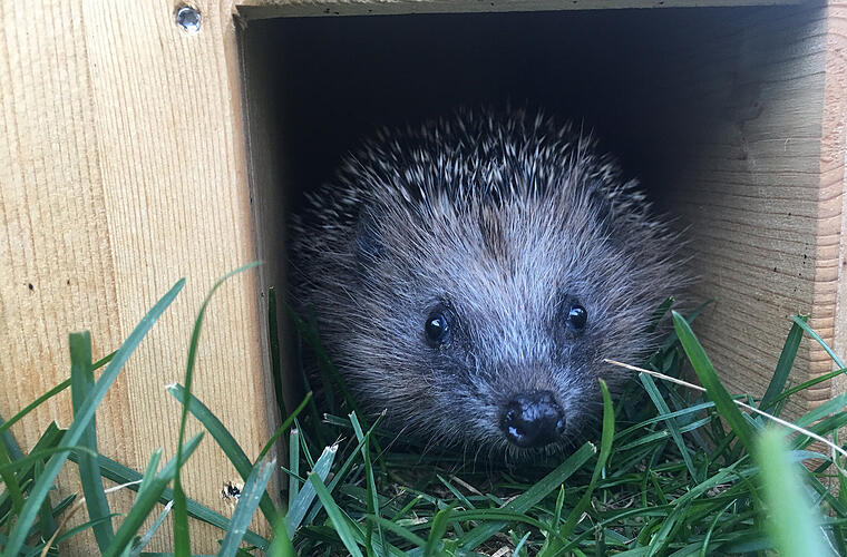 Bamberg: Igel suchen aktuell Winterschlafplatz - so hilfst du ihnen mit einem Igelhaus