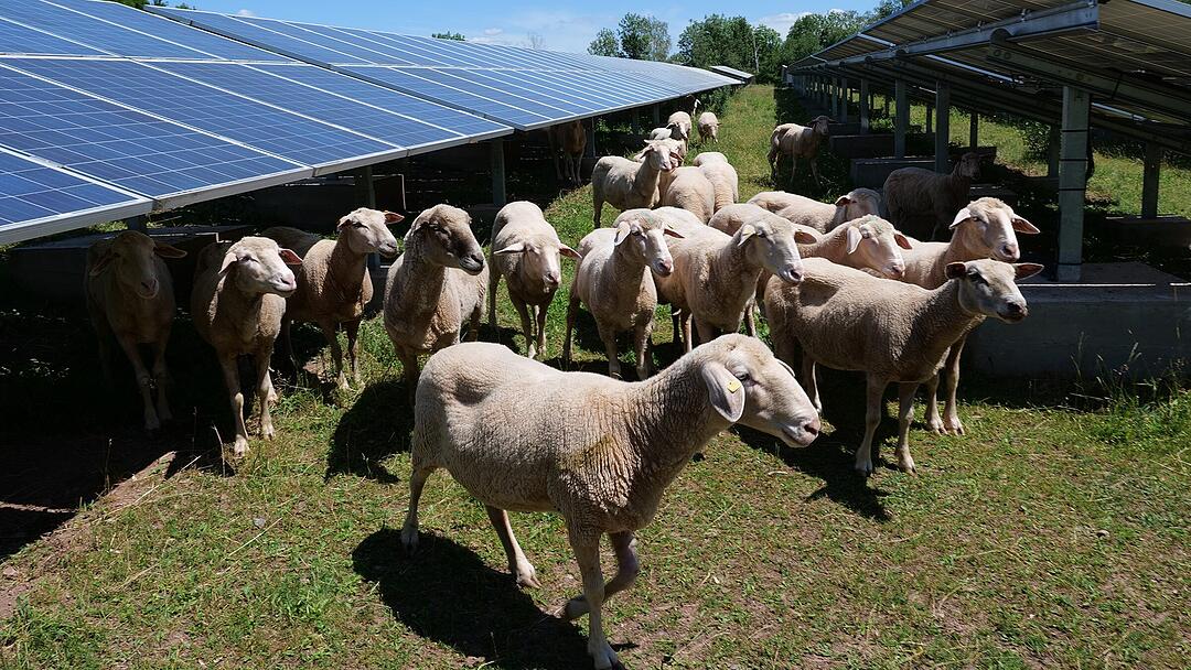 S&Uuml;DWERK - Nachhaltigkeit und Natur miteinander vereinen
