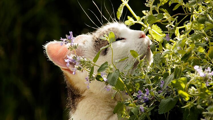 Katzen sprechen stark auf die bet&ouml;rende Wirkung der Katzenminze an.