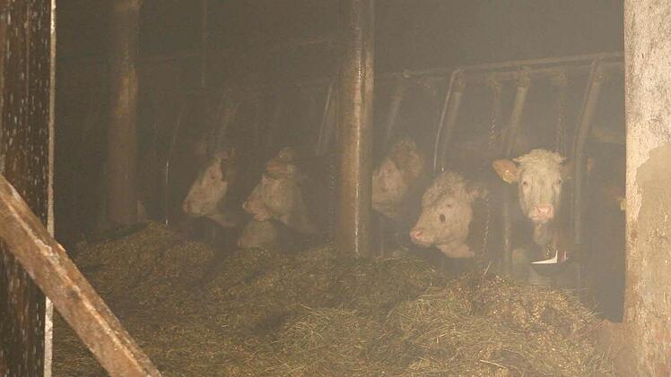 Für rund 20 Rinder im unteren Gebäudebereich kam die Rettung zu spät. Foto: Stefan Johannes