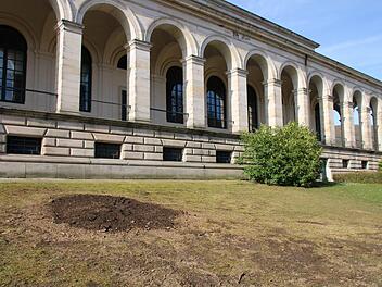 Die mächtige Rotbuche neben dem Kursaal wurde abgesägt. Der Baum war nicht mehr zu retten. Foto: Ulrike Müller