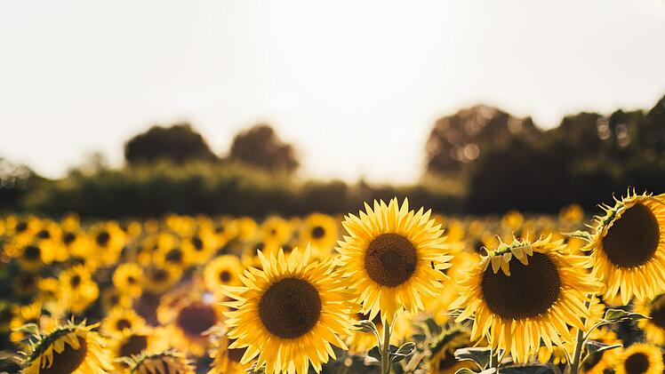 Die letzten Tage des Spätsommers? So wird das Wetter am Wochenende.