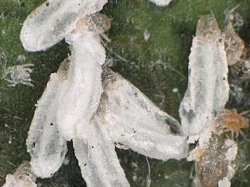 Die Rote Spinne, eine Milbenart, nistet sich in den Kokons der Läuse ein. Dank eines Zufalls konnte die Symbiose der Schädlinge an den Tropenhaus-Mangos entdeckt werden. Nur unter dem Mikroskop war dies möglich.  Foto: Keyence