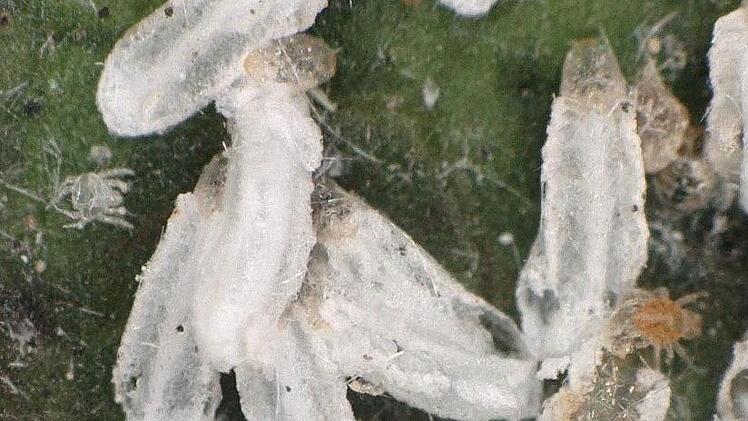 Die Rote Spinne, eine Milbenart, nistet sich in den Kokons der Läuse ein. Dank eines Zufalls konnte die Symbiose der Schädlinge an den Tropenhaus-Mangos entdeckt werden. Nur unter dem Mikroskop war dies möglich.  Foto: Keyence