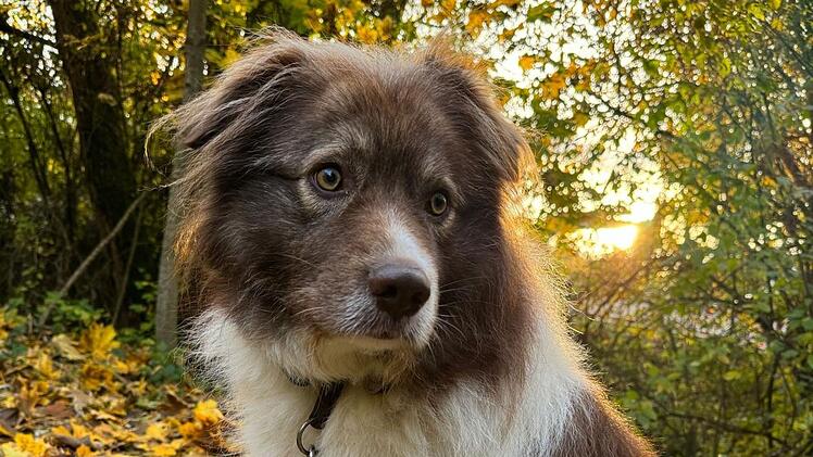 Tierheim Bamberg mit Aufruf für "originell aussehenden Rudi"
