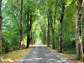 Pflegearbeiten an Bäumen zwischen Gefrees und Kornbach stehen an