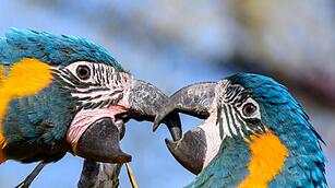 Zoo Leipzig er&ouml;ffnet begehbare Vogelwelten