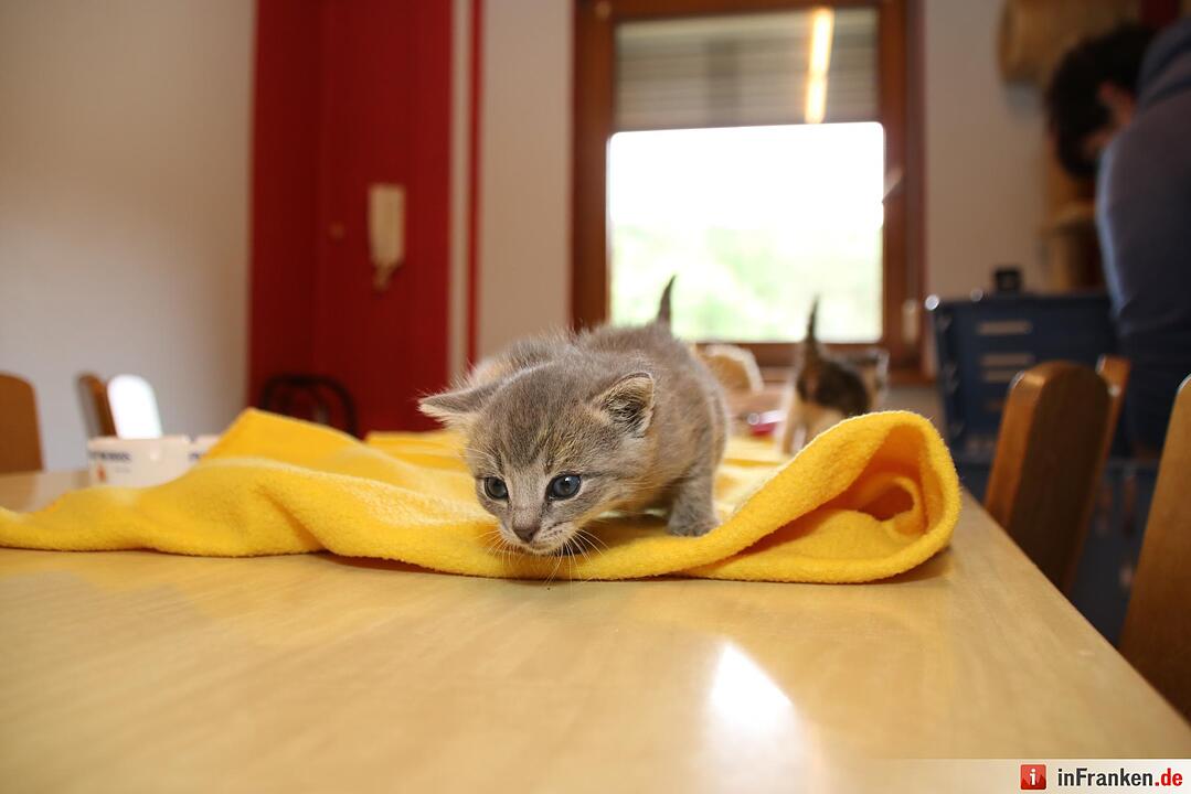 Der  Herbst bringt den Katzenblues in Unterfranken