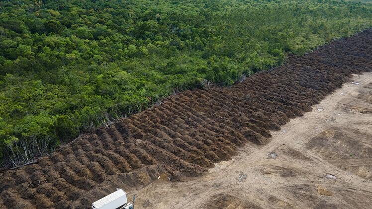 Amazonas verliert in 40 Jahren Fläche größer als Spanien