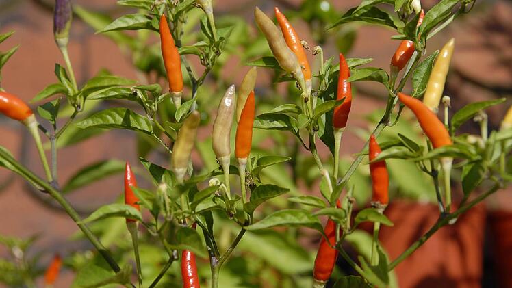 Die Kulmbacher Chili-Gärtner Foto: Dagmar Besand