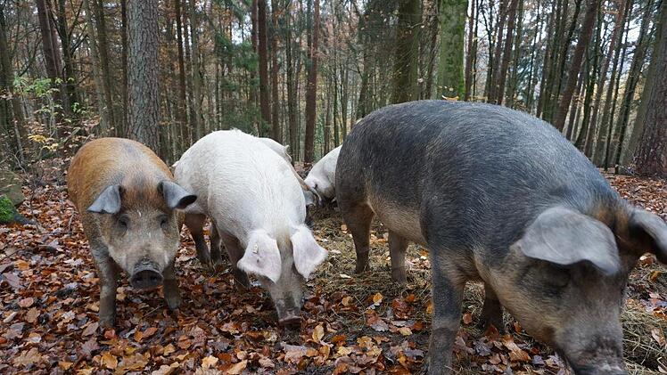 Quietschfidel sind die Rupbodener Eichelmastschweine. Foto: Marion Eckert