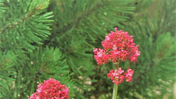 Überall in den Gärten blühen die Spornblumen. Ameisen verbreiten den Samen auch in Ritzen von Bodenbelägen und Fugen von Mauern. Bild: Josef Schröder