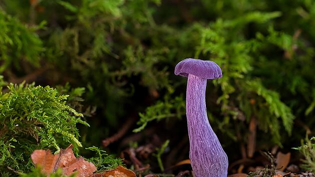 Der Violette Lacktrichterling