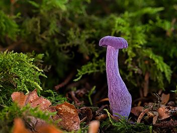 Der Violette Lacktrichterling