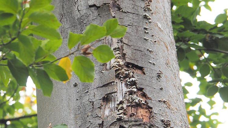 An dieser Buche hat sich der Spaltblättling-Pilz ausgebreitet.  Fotos: Stadt Bamberg/Schützwohl