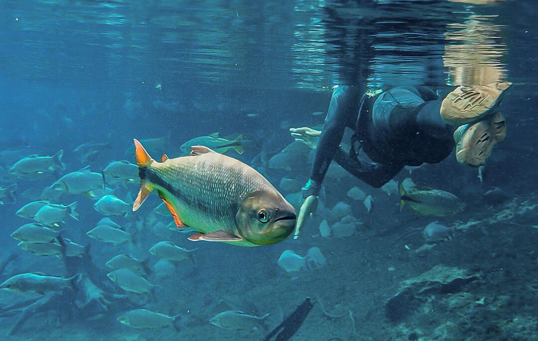 Vor der 15. Konferenz zum Schutz wandernder Tierarten
