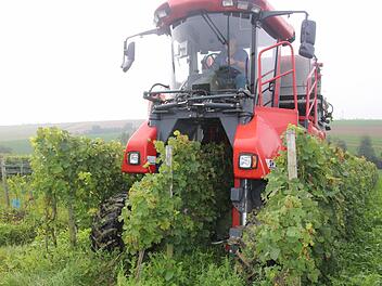 Friedrich Haag steuert den Vollernter durch die Lage Heißer Stein in Buchbrunn. Die Weinernte beginnt in diesen Tagen in ganz Franken. Foto: Ralf Dieter