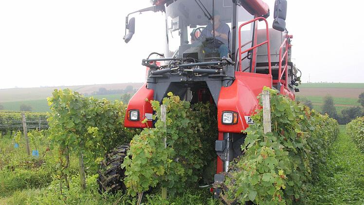 Friedrich Haag steuert den Vollernter durch die Lage Heißer Stein in Buchbrunn. Die Weinernte beginnt in diesen Tagen in ganz Franken. Foto: Ralf Dieter