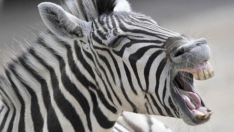 Auch Zebras träumen von der Freiheit - und stellen sich auf der Flucht gar nicht mal so dumm an. Foto: Marius Becker/dpa