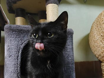 Tierheim Bamberg: Katze Hope war "nicht nett" zu ihrer Vorbesitzerin