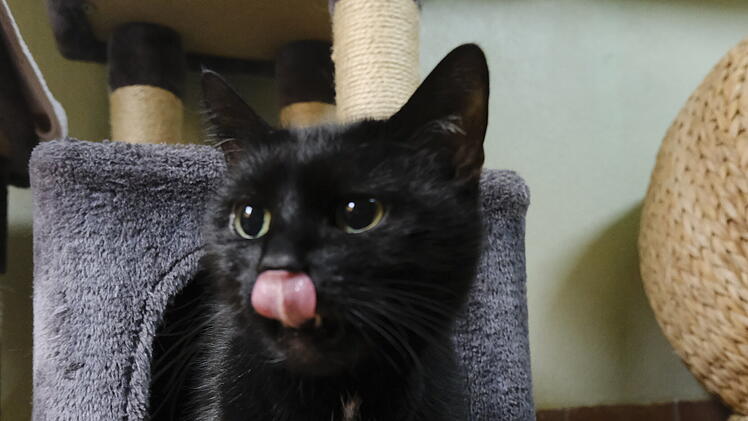Tierheim Bamberg: Katze Hope war "nicht nett" zu ihrer Vorbesitzerin - Tierschützer finden der Grund