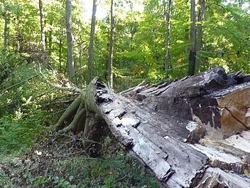 Der abgebrochene Teil der Dicken Buche. Foto: Charlotte Wahler