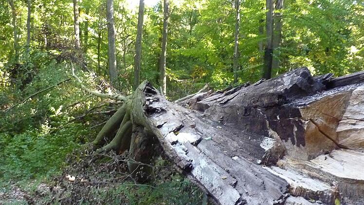 Der abgebrochene Teil der Dicken Buche. Foto: Charlotte Wahler