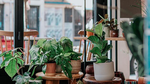 Zimmerpflanzen: Nat&uuml;rliche Klimaanlage in der Wohnung