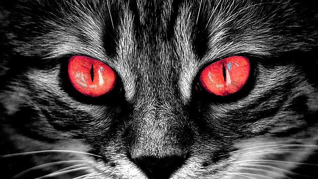 Vom Kuschel- zum Grusel-Kater: Ein angsteinfl&ouml;&szlig;endes Haustier spielt in der Stephen-King-Neuverfilmung "Friedhof der Kuscheltiere (2019)" eine Rolle. Jetzt ist der erste Trailer erschienen.  Symbolfoto: pixabay.com/alexas_fotos