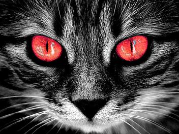 Vom Kuschel- zum Grusel-Kater: Ein angsteinflößendes Haustier spielt in der Stephen-King-Neuverfilmung "Friedhof der Kuscheltiere (2019)" eine Rolle. Jetzt ist der erste Trailer erschienen.  Symbolfoto: pixabay.com/alexas_fotos