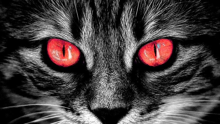 Vom Kuschel- zum Grusel-Kater: Ein angsteinflößendes Haustier spielt in der Stephen-King-Neuverfilmung "Friedhof der Kuscheltiere (2019)" eine Rolle. Jetzt ist der erste Trailer erschienen.  Symbolfoto: pixabay.com/alexas_fotos