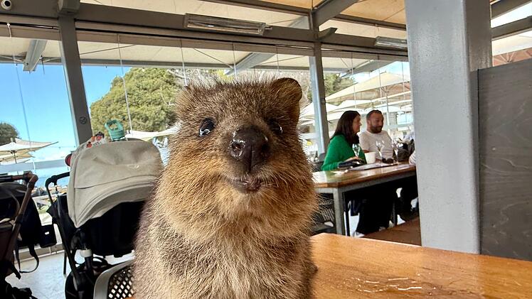 Quokkas auf Rottnest Island