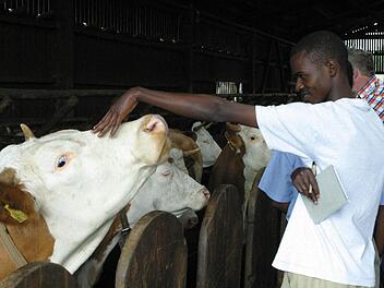 Geduldig lassen sich die Milchkühe von Albert Sebald (verdeckt) von Sarikioeli Kisali Sarakyikya streicheln. Fotos: Bettina Knauth