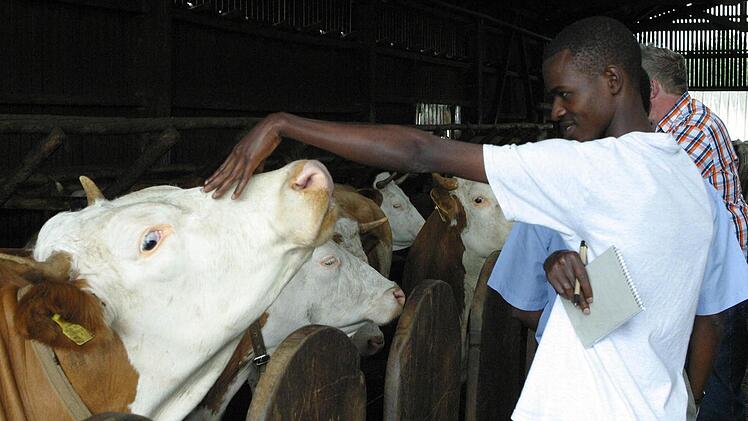 Geduldig lassen sich die Milchkühe von Albert Sebald (verdeckt) von Sarikioeli Kisali Sarakyikya streicheln. Fotos: Bettina Knauth