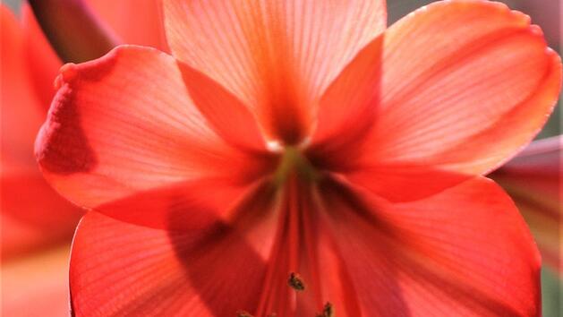 Sehr gut zur Dekoration geeignet: Die Amaryllis. Foto: Jupp Schr&ouml;der
