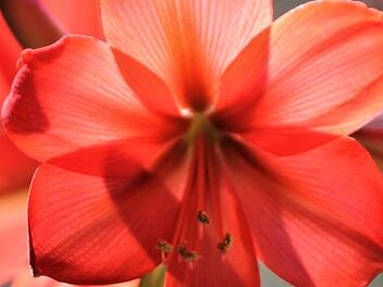 Sehr gut zur Dekoration geeignet: Die Amaryllis. Foto: Jupp Schröder