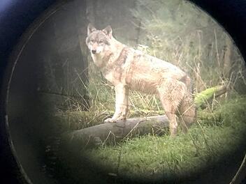 W&ouml;lfe abschie&szlig;en oder nicht? Die CDU wagt nun einen neuen Vorsto&szlig; in Sachen Wolf. Foto: Carsten Rehder/dpa