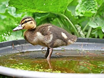 In den immerwährenden Kalender von Cordula Kelle-Dingel kann man zum Beispiel Geburtstage eintragen.