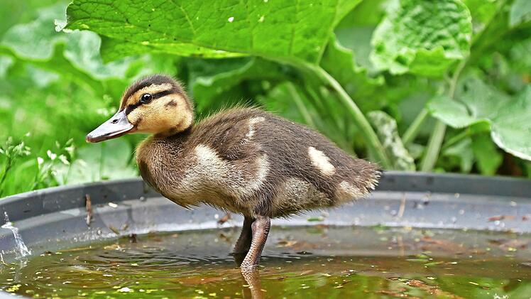 In den immerwährenden Kalender von Cordula Kelle-Dingel kann man zum Beispiel Geburtstage eintragen.