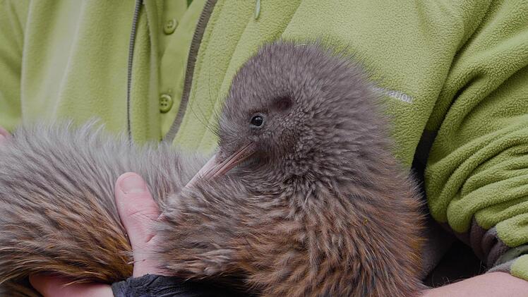 Der Kiwi-Vogel: Namensgeber der gleichnamigen Frucht