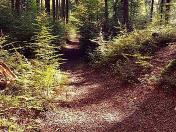 Veränderungen im Hainberg: Deswegen sind Wege gewichen Veränderungen im Hainberg: Deswegen sind Wege gewichen