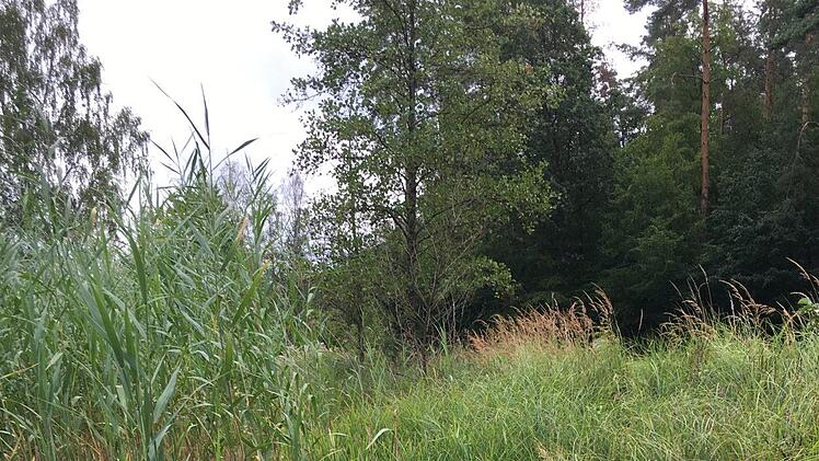 Das Wasser am Oberen Haussee ist deutlich zurückgegangen.Foto: A. Schreiber