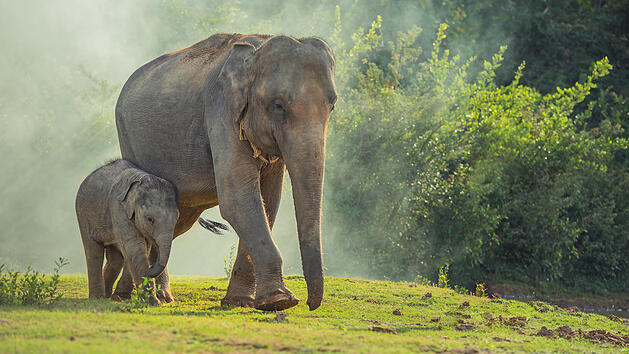 Warum erkranken Elefanten selten an Krebs? Erkenntnisse f&uuml;r die Krebsforschung
