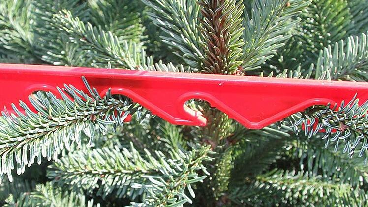 Formschnitt lehnen Waldemar Baumgärtner und Uwe Witzgall ab: Nur mit Abstandshaltern dürfen die Ästchen korrigiert werden