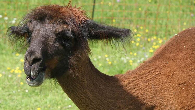 Samuel Müller ist fasziniert von den Lamas. "Lamas sind die Delfine der Weide", schwärmt er und erhofft sich gute Erfolge bei den Freizeiten mit ADHS-Kindern Foto: Sonja Adam