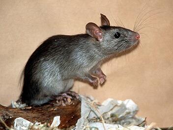 Ratte  Foto: Zoologische Staatssammlung/dpa 